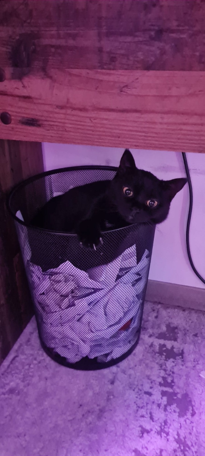 Die schwarze Katze Luna sitzt in einem schwarzen Papierkorb unter einem Schreibtisch und schaut nach oben.