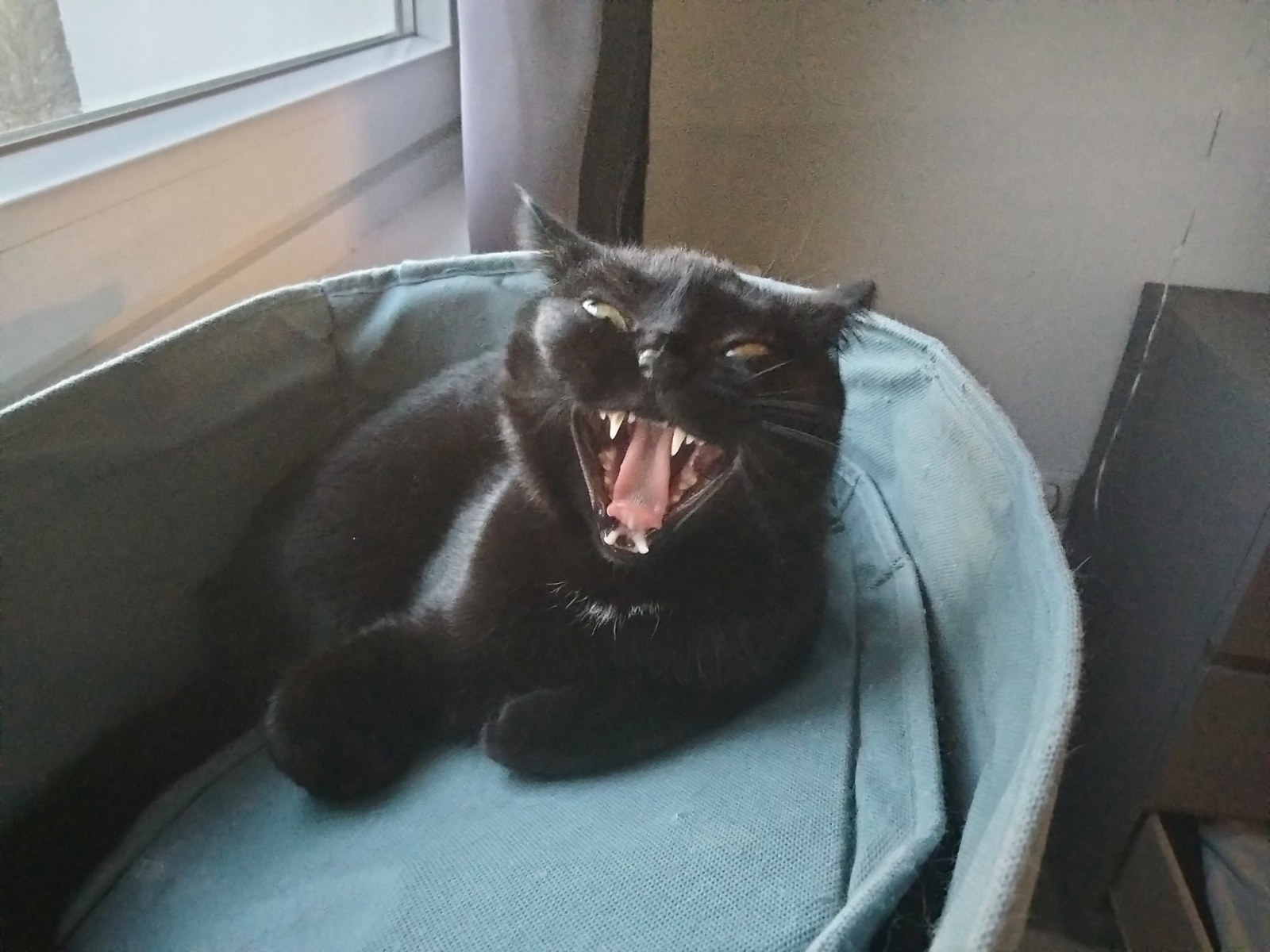 Die schwarze Katze Luna sitzt in einem grünen Stoffkörbchen und gähnt mit weit geöffnetem Maul.