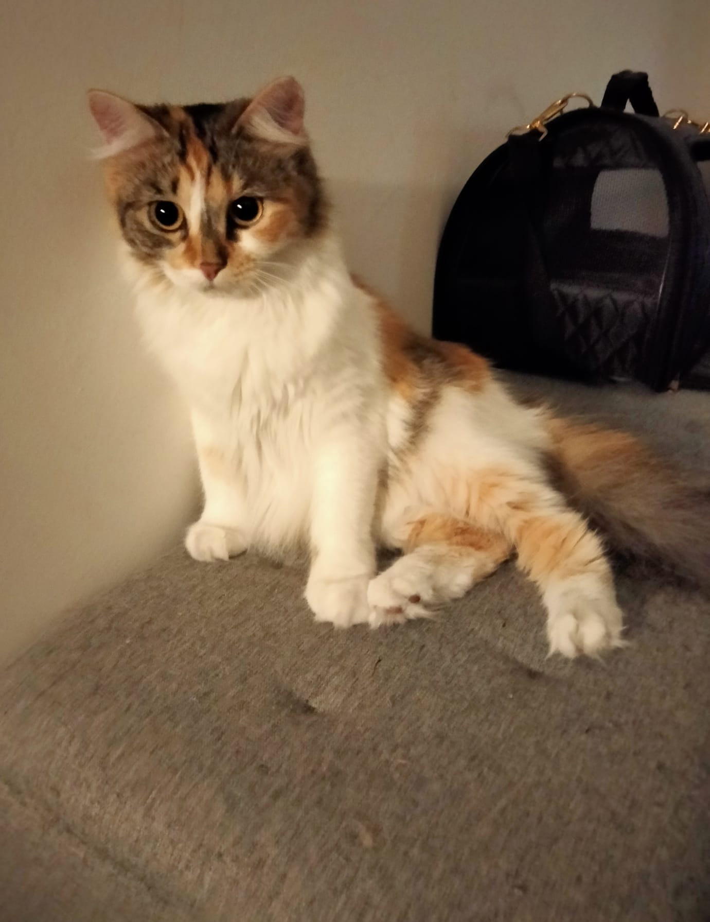 Trixie, eine braun-weiß-schwarze plüschige Katze, sitzt auf der Rückenlehne eines grauen Sofas; hinter ihr steht eine schwarze Transporttasche.