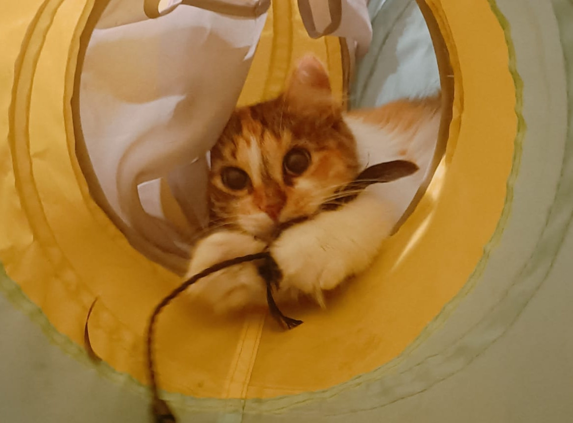 Trixie liegt in einem gelb-blauen Spieltunnel und hält ein Federspielzeug zwischen ihren Vorderpfoten.