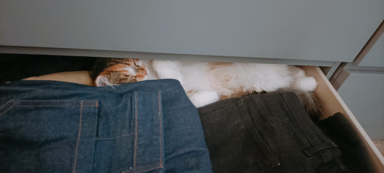 Trixie liegt ausgestreckt zwischen gefalteten Kleidungsstücken in einer geöffneten Schublade.
