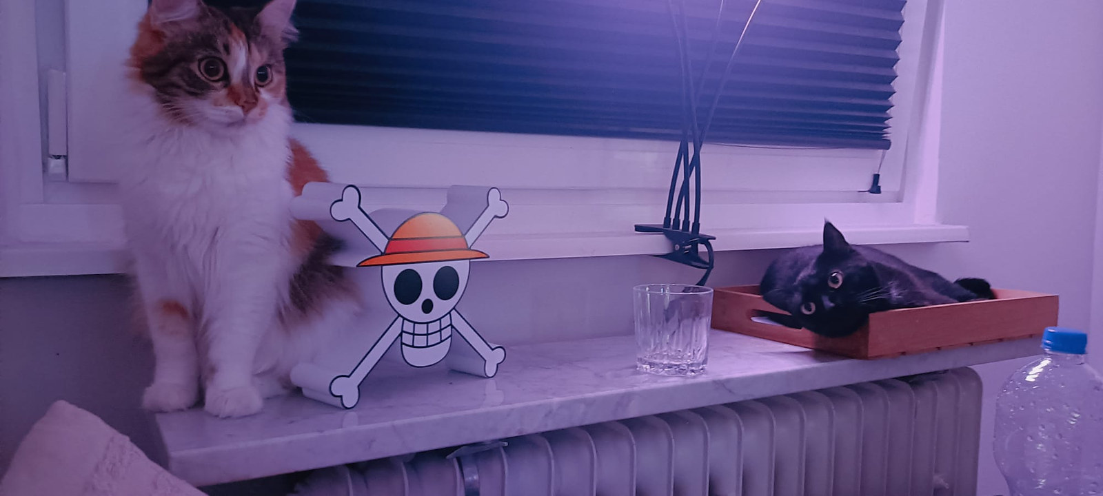Trixie sitzt links auf einer Fensterbank; rechts liegt die schwarze Katze Luna in einem flachen Holzkasten.