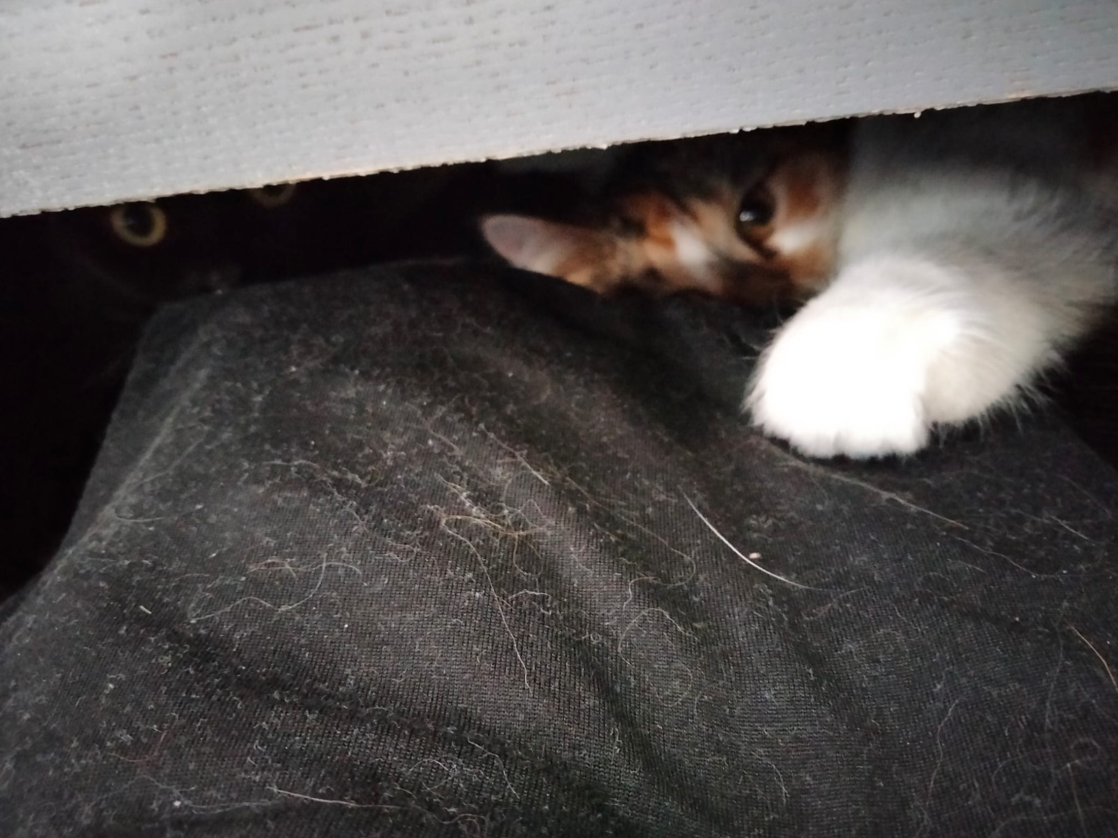 Luna und Trixie schauen aus einem dunklen Versteck unter einem Möbelstück hervor; Trixies große weiße Pfote liegt im Vordergrund.