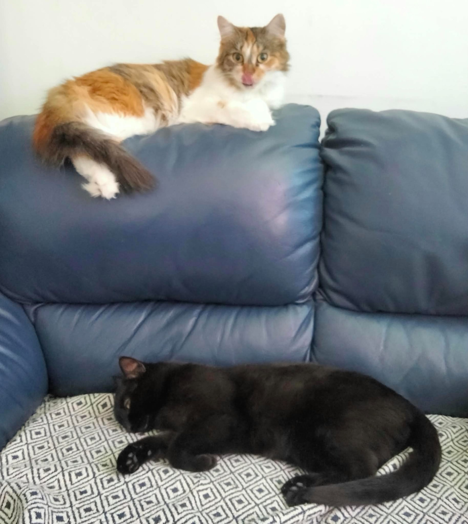 Trixie liegt oben auf der Rückenlehne eines blauen Sofas, während Luna auf einem Kissen darunter schläft.