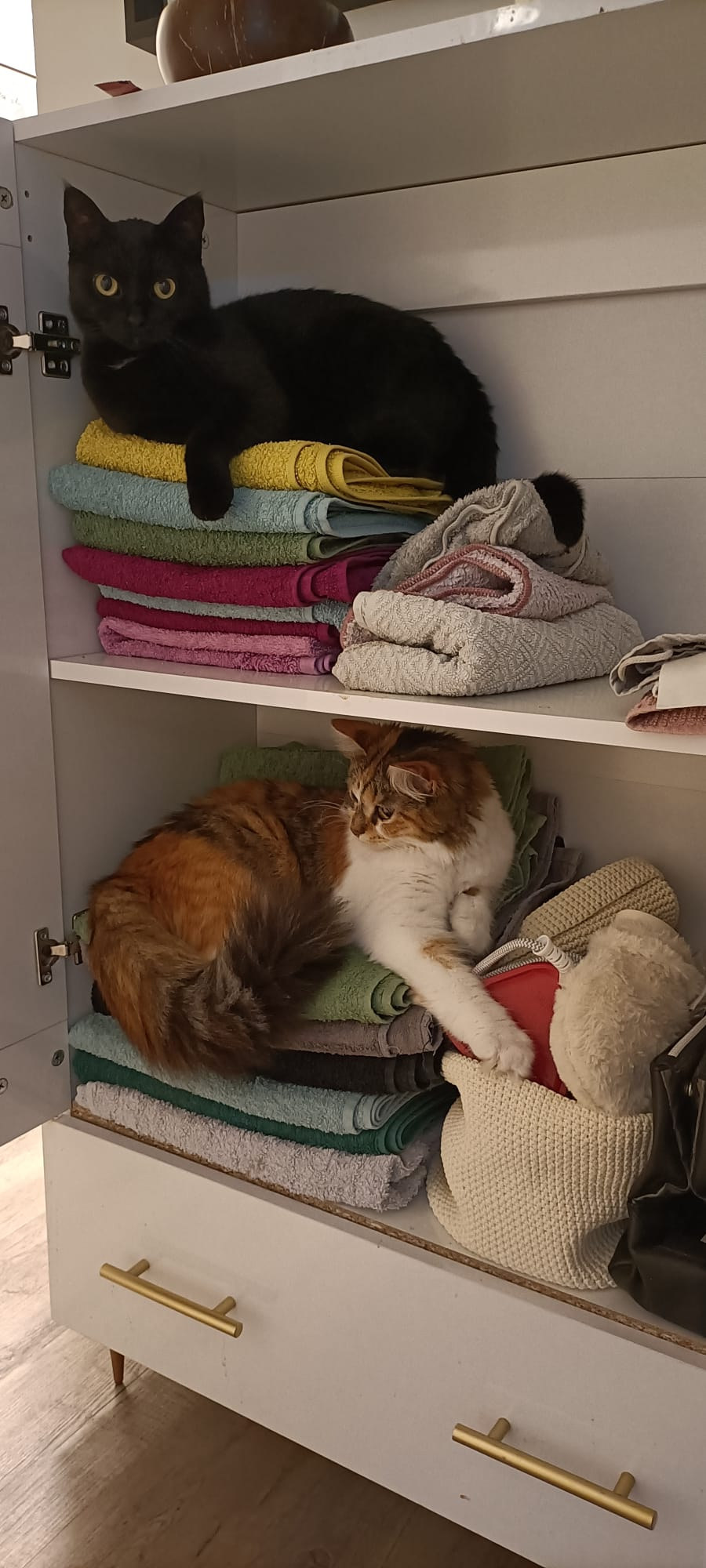 Luna liegt im oberen und Trixie im unteren Fach eines geöffneten Schranks auf gefalteten Handtüchern.