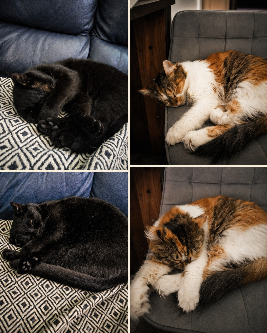 Eine vierteilige Collage zeigt Luna links und Trixie rechts jeweils in zwei unterschiedlichen Schlafpositionen auf Sitzmöbeln.