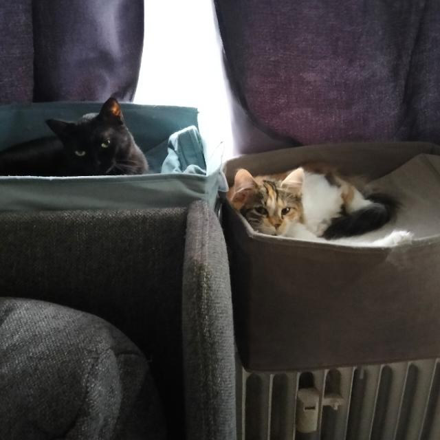 Luna liegt links in einem grünen Körbchen und Trixie rechts in einem braunen Körbchen; beide ruhen dicht nebeneinander.